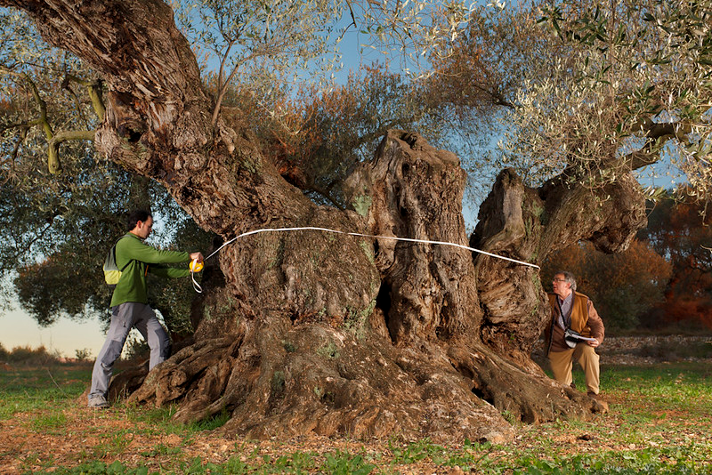 Territorio Sénia ancient olive trees