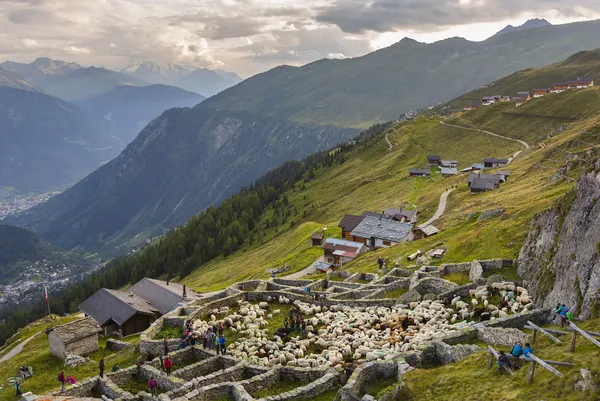 Alpine pasture season