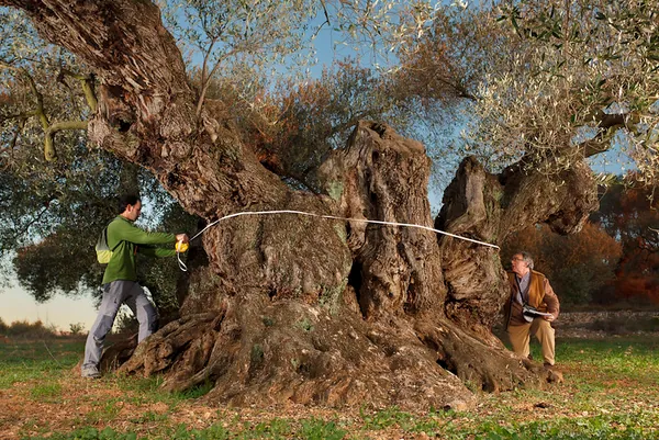 Territorio Sénia ancient olive trees