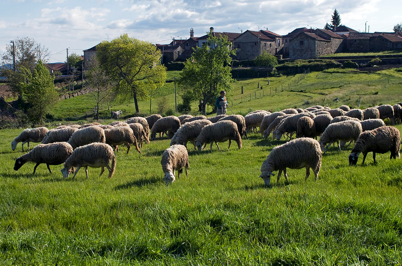 Barroso Agro-Sylvo-Pastoral System