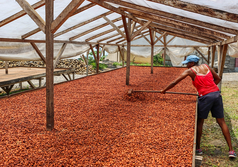 Cocoa Agroforestry System
