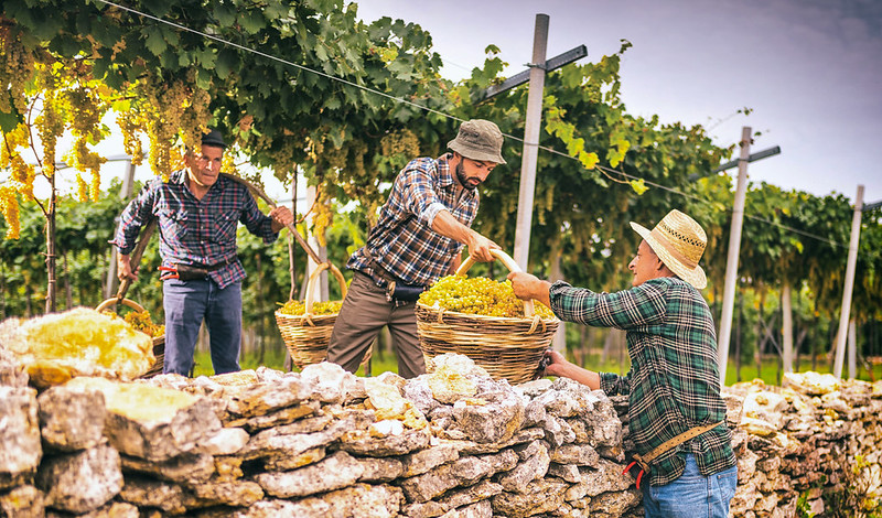 Soave Traditional Vineyards