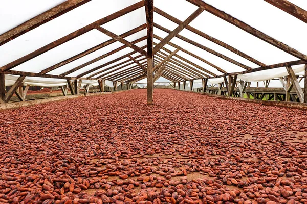 Cocoa Agroforestry System
