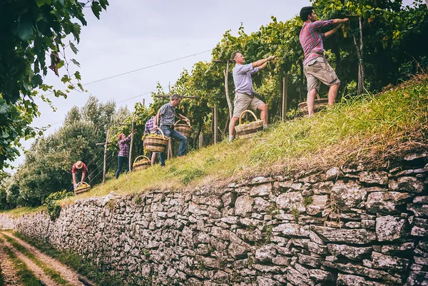 Soave Traditional Vineyards